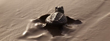 Kareta menší Foto: Terry Ross Flickr.com