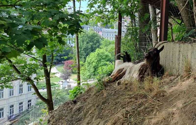 Výběr vhodného plemene nebyl jednoduchý. Svahy zarůstají křovinami, nebylo tedy možné zvolit ovce, které k obživě upřednostňují trávu. Zvolili tedy vzácné plemeno kozy walliserské, která se živí akátem, kůrou a kmínky dřevin.