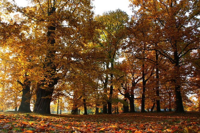 Na podzim získá původní Kaštanka zlatý nádech.