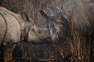 Jedním z lákadel Národního parku Kaziranga jsou nosorožci indičtí.