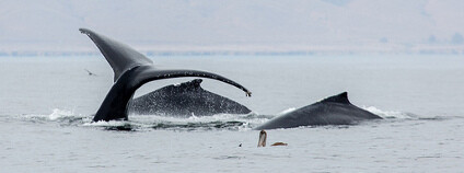 Keporkaci Foto: Mike Baird Flickr.com