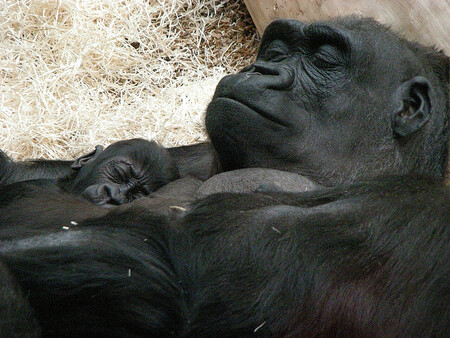 Gorily Kijivu a Nuru v pražské zoo.