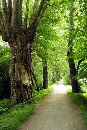 Kilometrovku vyměřil na lochotínských loukách okrašlovací spolek v roce 1892 a o rok později byla vysázena. Vzniklo tak dvouřadé stromořadí s výhledy do krajiny.