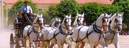 Starokladrubští bělouši Foto: Lubomír Havrda Wikimedia Commons