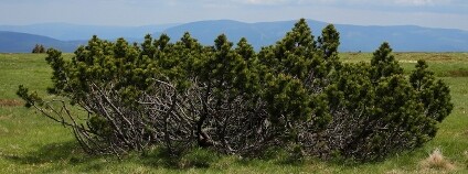 Borovice kleč Foto: Emka74 / Shutterstock