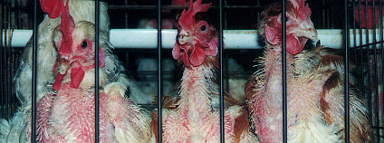 Foto: Animal Rights Advocates / Flickr