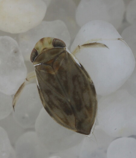 Klešťanka Micronecta scholtzi měří pouze 2 milimetry.