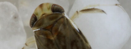 Klešťanka Micronecta scholtzi. Foto: Jerome Sueur/EurekAlert Klešťanka Micronecta scholtzi. Foto: Jerome Sueur/EurekAlert