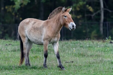 Klisny jsou z různých evropských zoologických zahrad. Znovu se budou přepravovat armádním letounem CASA. Tentokrát se před návratem letadla zpět do Prahy uskuteční ještě vnitromongolský převoz z jiného národního parku Chustaj Nurú do Gobi B