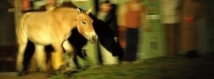 záchrana koňů Převalského Foto: Roman Vodička ZOO Praha