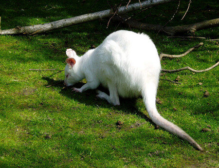 V zámeckém parku v Letohradu se loni narodil albín klokana rudokrkého. Samička čeká na své jméno a měl by ji v červnu pokřtít herec a režisér Jiří Mádl. / ilustrační foto