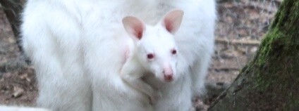 Klokan albín v německé zoo Foto: kaiserslautern.de