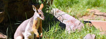 Klokan žlutonohý Foto: Cloudia Spinner Shutterstock