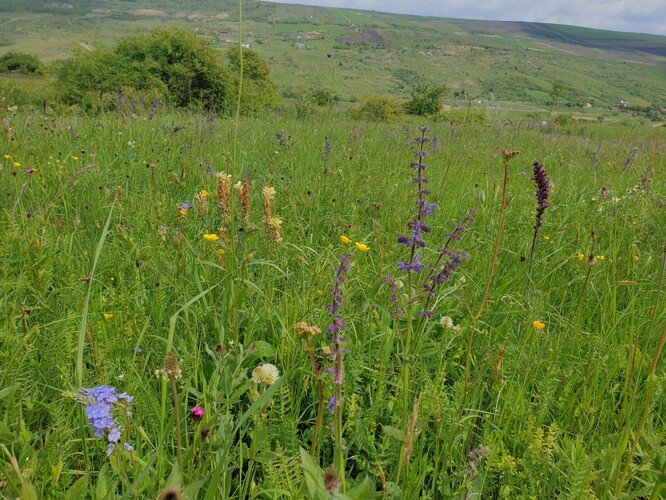 „Jsou to ty nejkrásnější senné trávníky.“ Prohlašoval velký maďarský botanik Rezső Soó. „Jsou to luka podobného složení jako v Bílých Karpatech, s květenou však ještě bohatší.“ Napsal jeho současník, Stanislav Staněk, největší bělokarpatský florista. Klužské senosečné louky i nás ohromily svou barevnou druhovou pestrostí a také nejmenším pozorovaným množstvím stařiny.