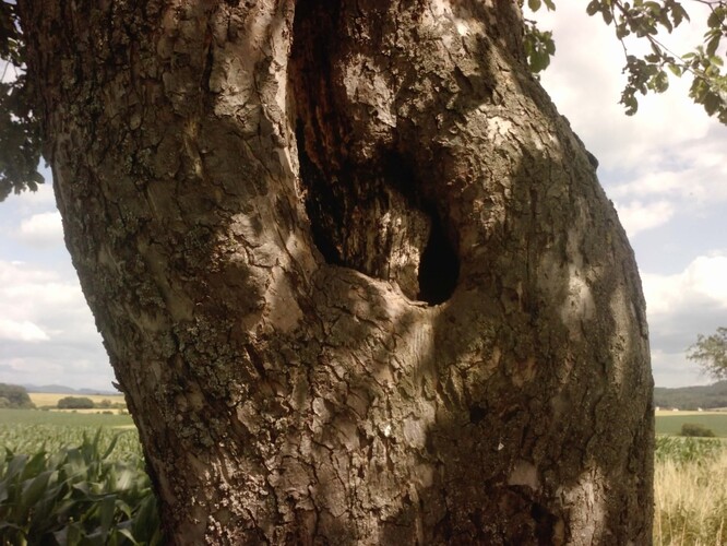 Bylo by dobré myslet na obměnu vysokokmenných ovocnáčů.