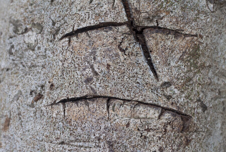 Kmeny jsou poškozeny ostrým předmětem. Ilustrační obrázek