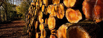Kmeny pokácených stromů. Foto: lovestruck/ Flickr.com