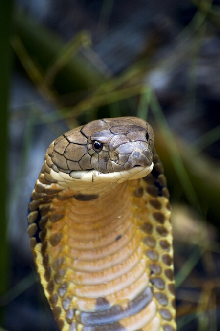 Vyhláška se týká zvířat v zájmových chovech, nevztahuje se například na zoologické zahrady, záchranné stanice, útulky a cirkusy.