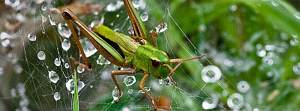 Foto: me'nthedogs / Flickr