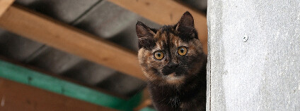 fotio: hannadarzy / Shutterstock.com