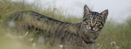 Zdivočelá kočka v Austrálii Foto: John Carnemolla Shutterstock