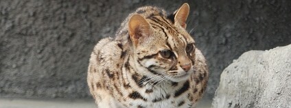 Kočka bengálská (Prionailurus bengalensis) Kočka bengálská (Prionailurus bengalensis)