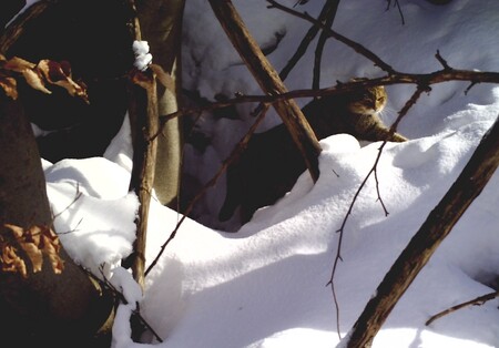 Na sérii fotografií je kočka zachycena, jak si brousí drápy nebo se vyhřívá na slunci