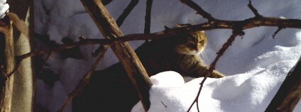 Divoká kočka zachycená v Bílých Karpatech Foto: Jana Pospíšková / Hnutí Duha