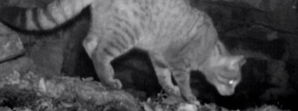 Pravděpodobný snímek kočky divoké na šumavské fotopasti Foto: Hnutí DUHA