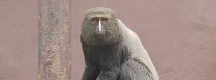 kočkodan Hamlynův Foto: E. Gombala Zoo Ostrava