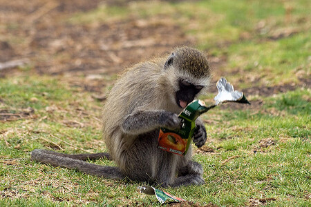 Paběrkující opičky z potravního hlediska nerozlišují mezi infikovaným a zdravým netopýrem, stejně jako nepohrdnou ovocem ze zahrady či nedovřené popelnice. Ilustrační snímek