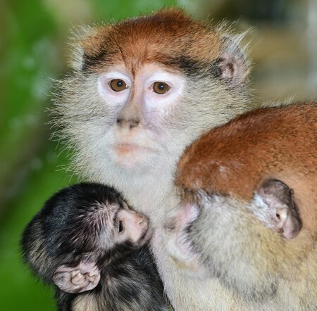Kočkodan husarský je podle mluvčí zoo Ivety Gronské nejrychleji běhajícím primátem, pobíhá po čtyřech a dokáže vyvinout rychlost až 40 kilometrů za hodinu.