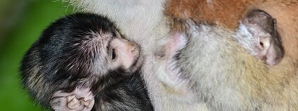 Kočkodan husarský Foto: Facebook Zoo Olomouc