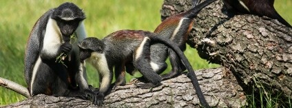 foto: P. Vlček / Zoo Ostrava