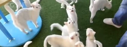 foto: CGTN / youtube.com