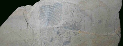 Fosilie (Kodymirus vagans). Budil, P. a Fatka, O. (2008): Bohemian and Moravian trilobites. Soubor pohlednic. Česká geologická služba, Praha.