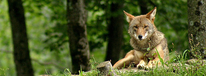 foto: Denis-Carl Robidoux / Flickr.com