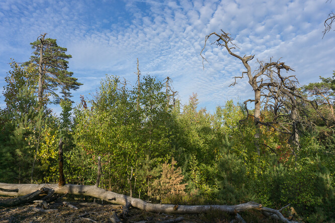 Lesní porost v CHKO Kokořínsko-Máchův kraj 11 let po požáru. Nachází se zde husté zmlazení břízy a o něco pomaleji rostoucí borovice lesní. Některé starší borovice požár přežily, po těch ostatních zbyly suché stojící pahýly poskytující útočiště pro mnoho druhů bezobratlých živočichů.