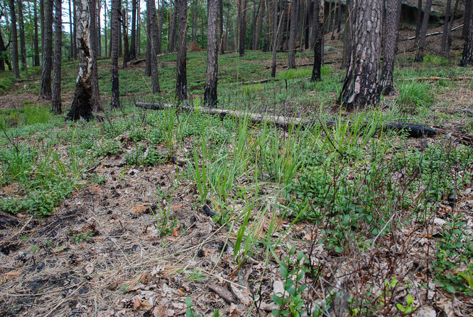 Lesní porost v CHKO Kokořínsko-Máchův kraj dva roky po požáru malé intenzity. Většina stromů požár přežila, stejně tak i podzemní orgány brusnice borůvky, díky čemuž rychle obráží. Podobně je na tom i tráva bezkolenec rákosovitý, kterému se na spáleništi dobře daří.