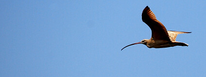 Foto: stevevoght / Flickr