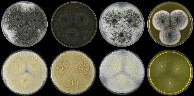 Vzhled kolonií druhu Aspergillus hubkae kultivovaných 7 dní ve 25 °C na různých kultivačních agarových médiích.