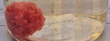 Kolonie bakterie Sediminicoccus. Foto: David Kaftan AV ČR