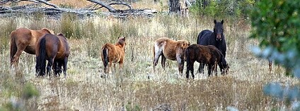 Foto: Ian Sanderson / Flickr