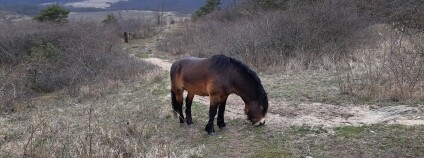 Foto: Jiří Koptík / Beleco