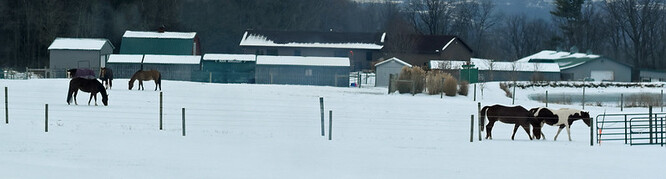 Nejvíce podezření z týrání bylo u koní, dále pak u skotu a psů. Ilustrační foto
