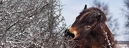 Foto: Michal Kopping / Česká krajina