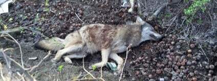 Ilustrační foto: Agentura ochrany přírody a krajiny