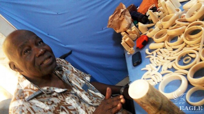 Největší známý překupník slonoviny v Kongu Francois Ikama. V březnu 2015 byl chycen při činu. Kvůli korupci je ale opět na svobodě.