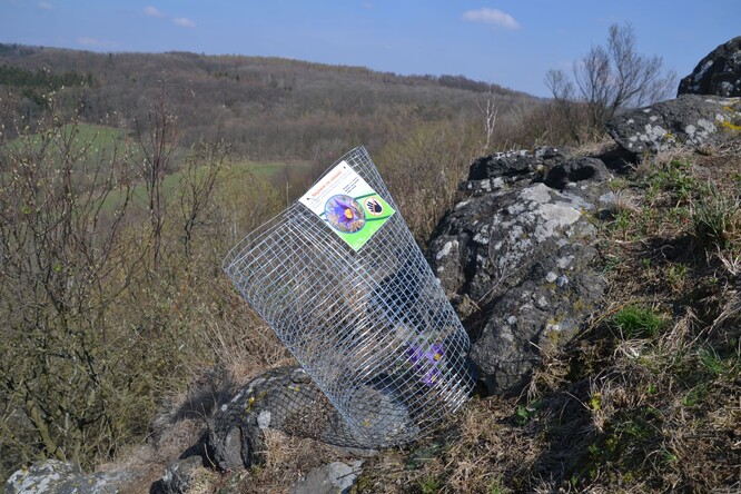 Koniklec chráněný klíckou.