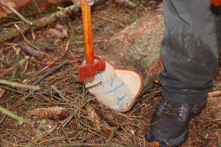 Radnice tak zná zdravotní stav 3200 stromů. Z nich 60 je potřeba hned skácet a u dalších více než 500 odřezat nemocné větve, vyvázat a upravit koruny. V součtu jde o práce za tři miliony korun. / Ilustrační foto